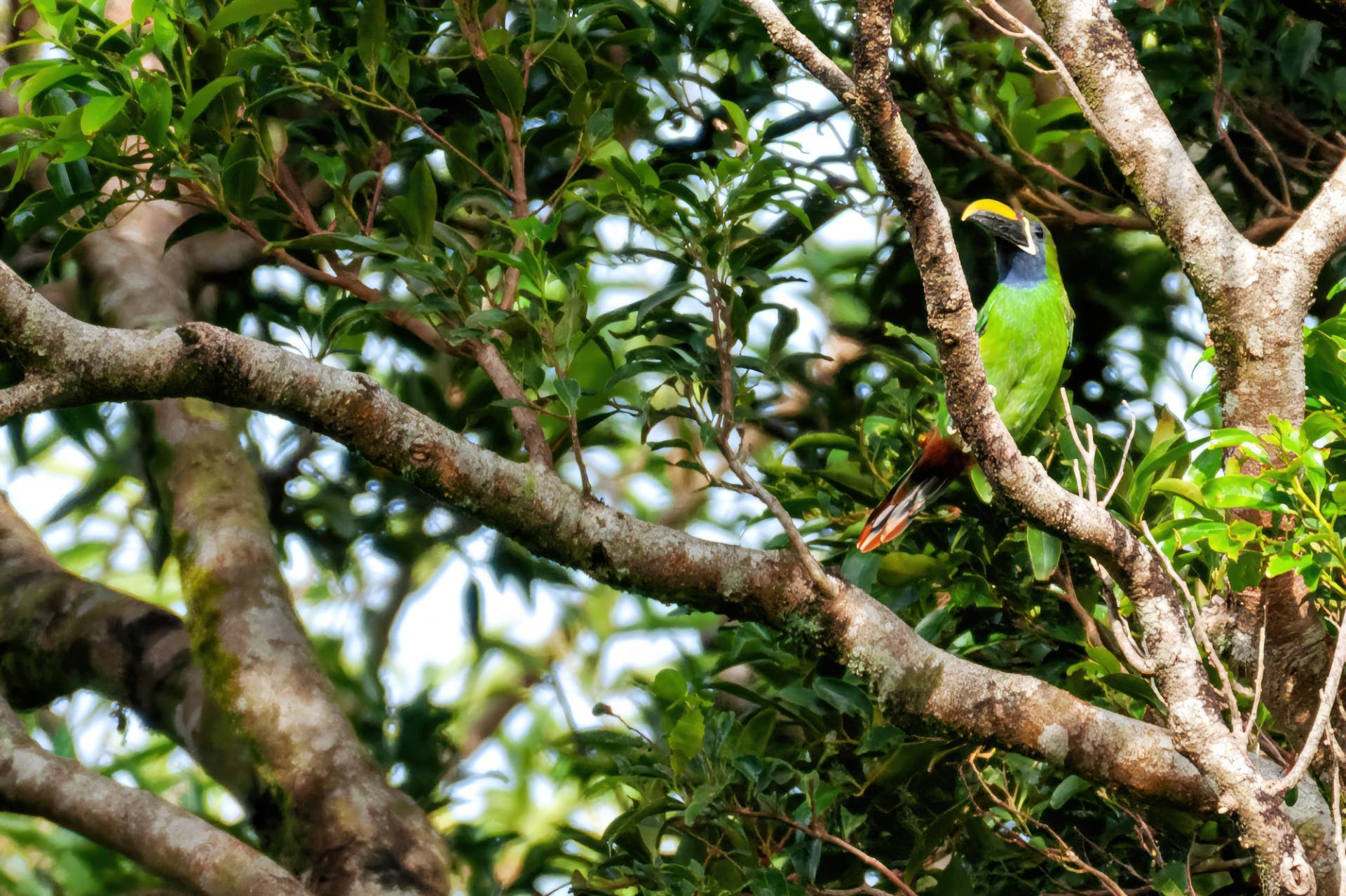 Laucharassari (Aulacorhynchus prasinus)